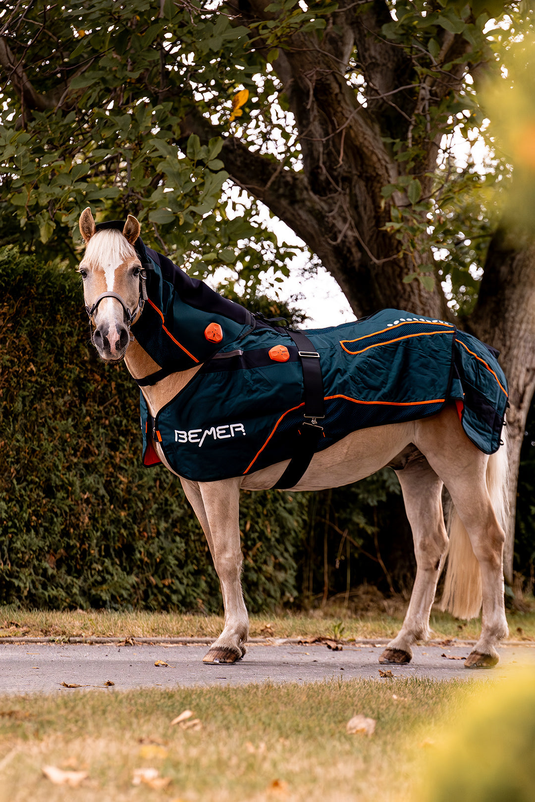 Zentaur Wellness Vermietprodukte auf dem Bild zu sehen Bemer Horse Set