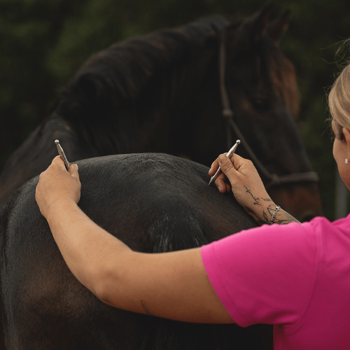 Therapiebedarf für Ihr Pferd zu sehen Norsholm Balance Pads mit Pferd