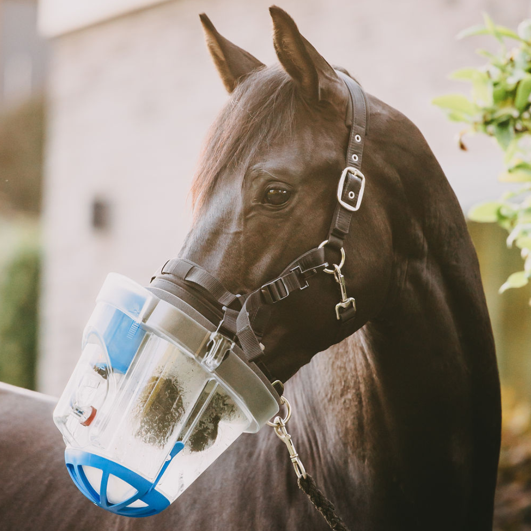 Pferd mit Inhalator beim Inhalieren