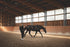 Horse Bodyforming Webinar Modul 1- Grundlagen