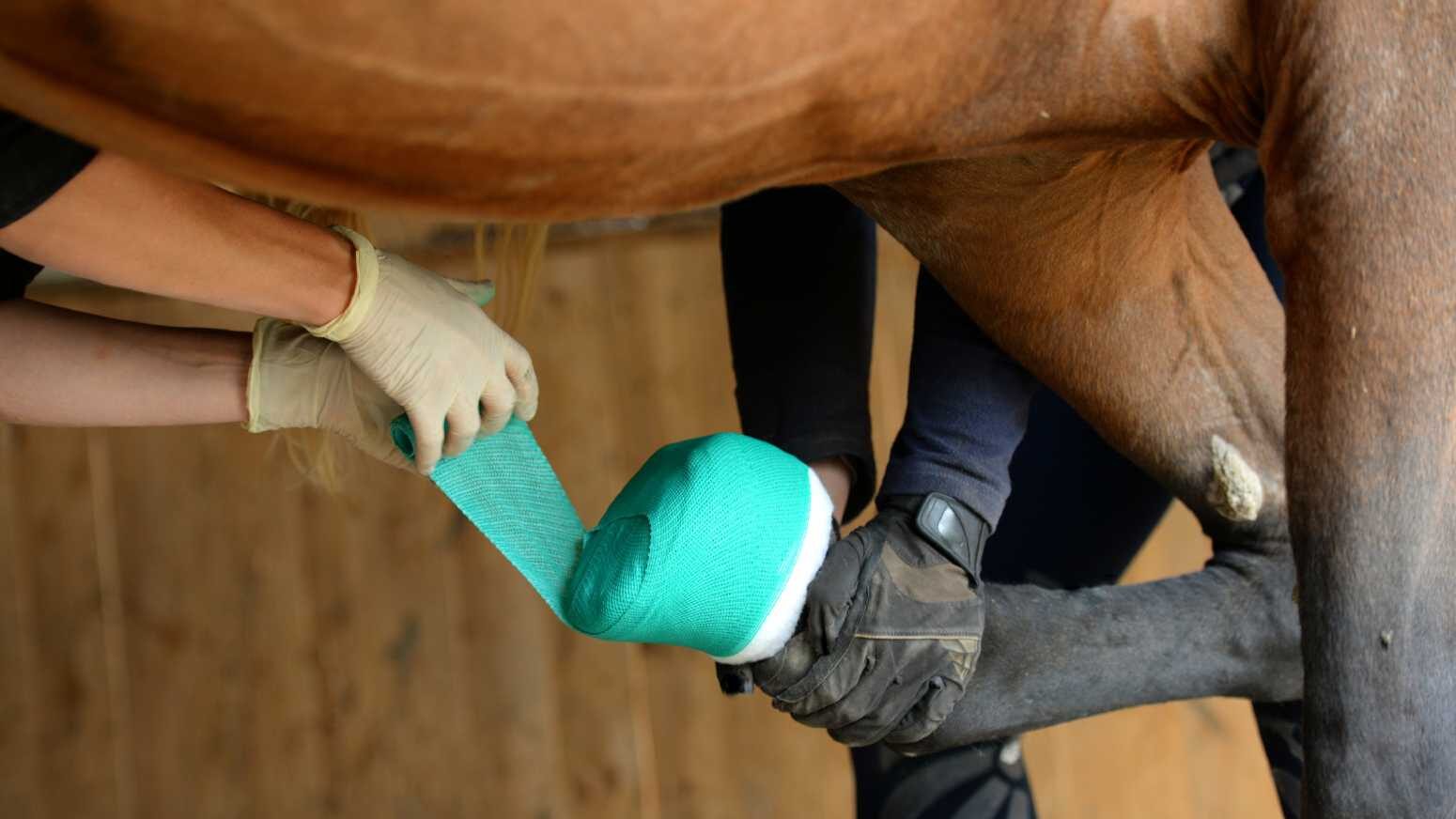 Tierarzt verwendet die Rollwatte Rollino von Kerbl zur Polsterung eines Hufverbands – perfekte Druckverteilung und Schutz für verletzte Klauen.