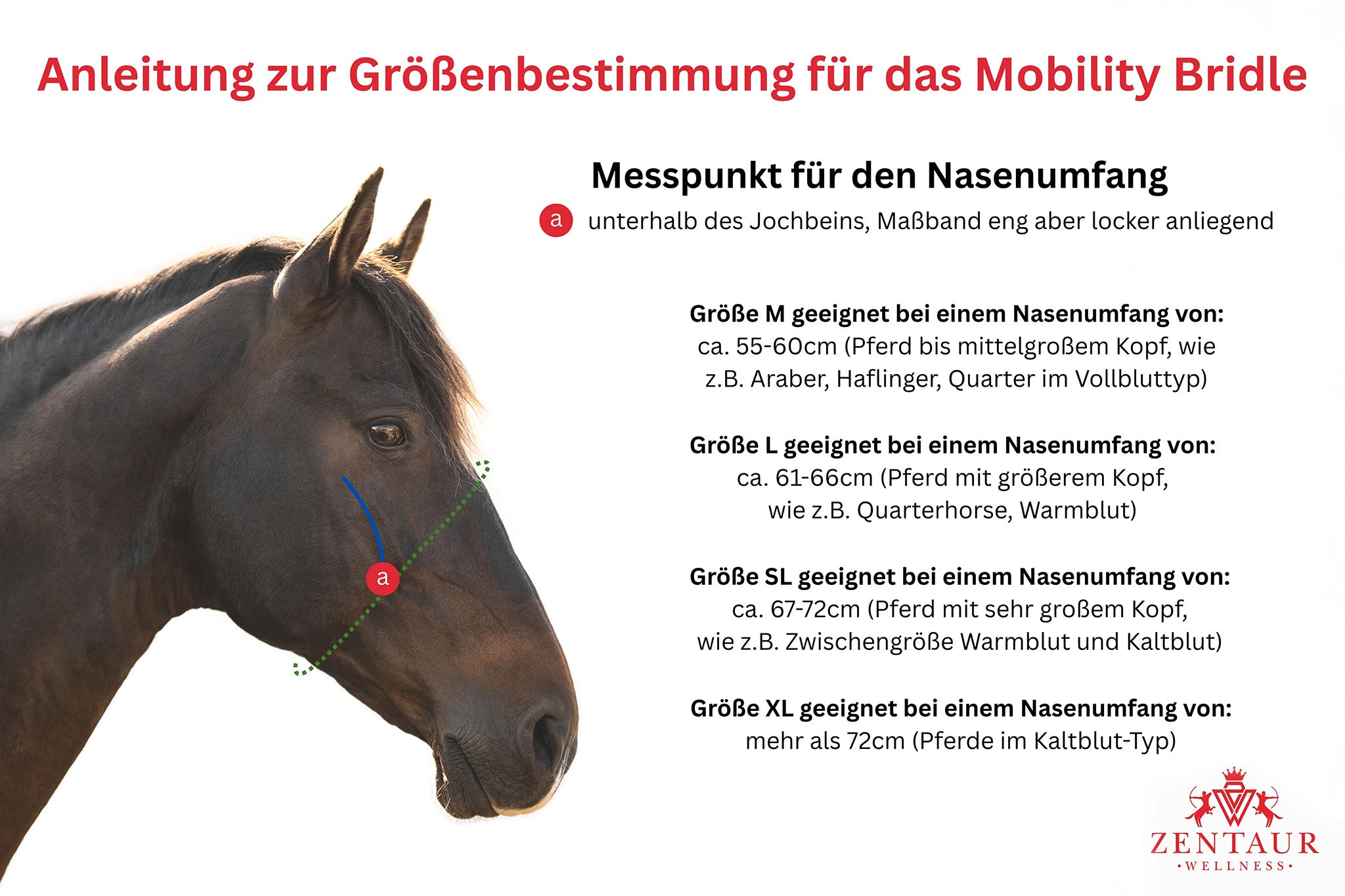 Größentabelle Mobility Bridle Horse Bodyforming von Franz Grünbeck mit Angaben für Cob, Full und Warmblut – Maße für Nasenriemen, Genickstück und Kinnriemen zur optimalen Passform.