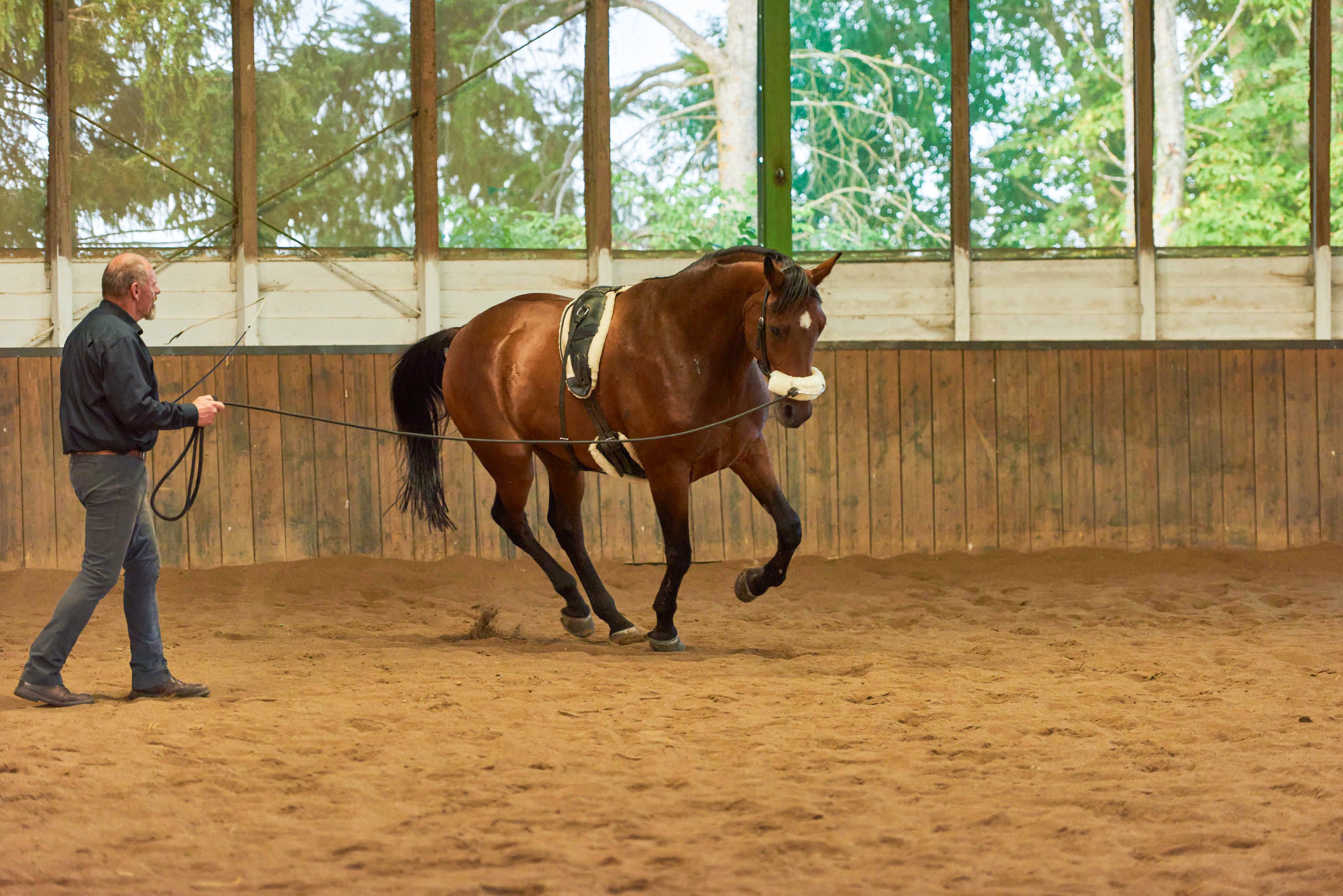 Horse Bodyformer im Einsatz bei der Bodenarbeit zur Verbesserung der Bewegung beim Pferd