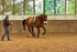 Horse Bodyformer im Einsatz bei der Bodenarbeit zur Verbesserung der Bewegung beim Pferd