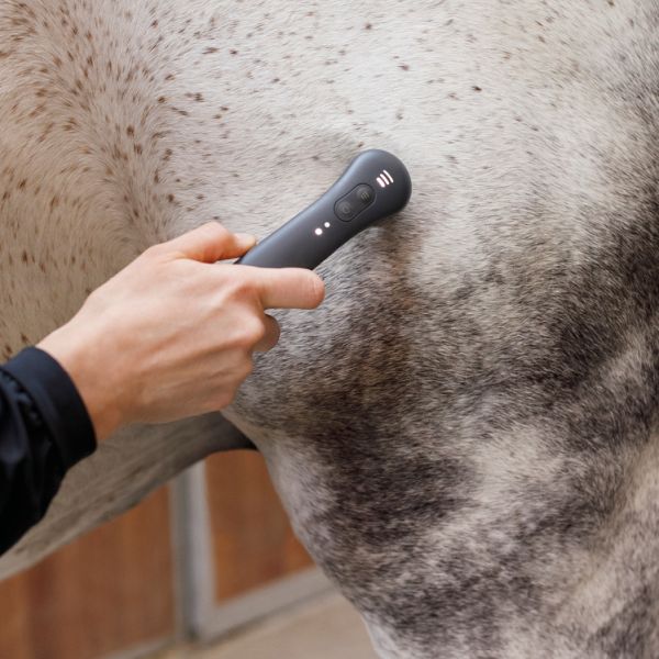 DAS NOVAFON power bei der Schallwellen-Vibrationstherapie eines Pferdes - es leuchtet die höchste Intensitätsstufe und Frequenz 2