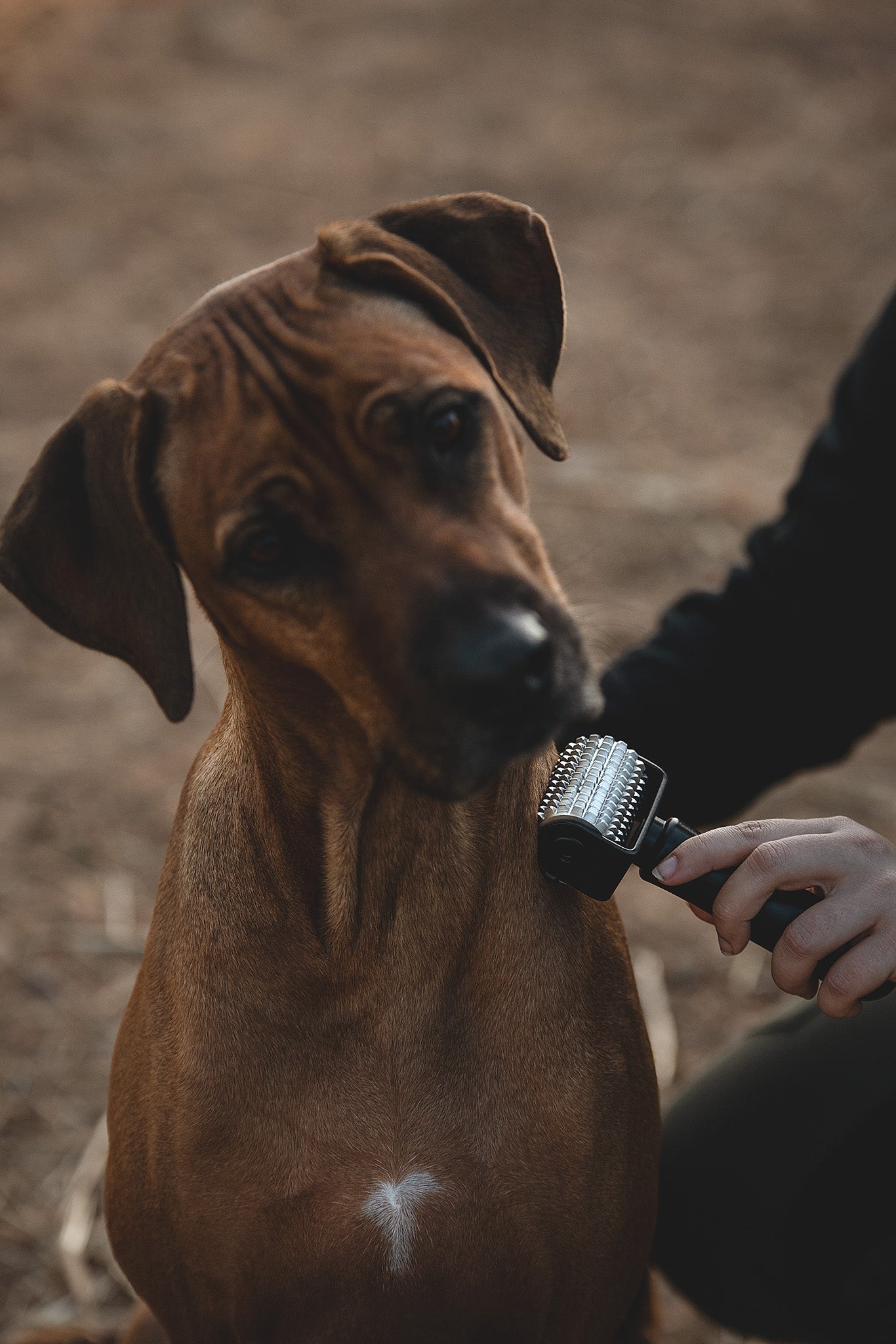 NeedleyRoll Mini Anwendung an Hundeschulter zum Lösen von Verspannungen - Hund genießt die Therapie mit schief gelegtem Kopf