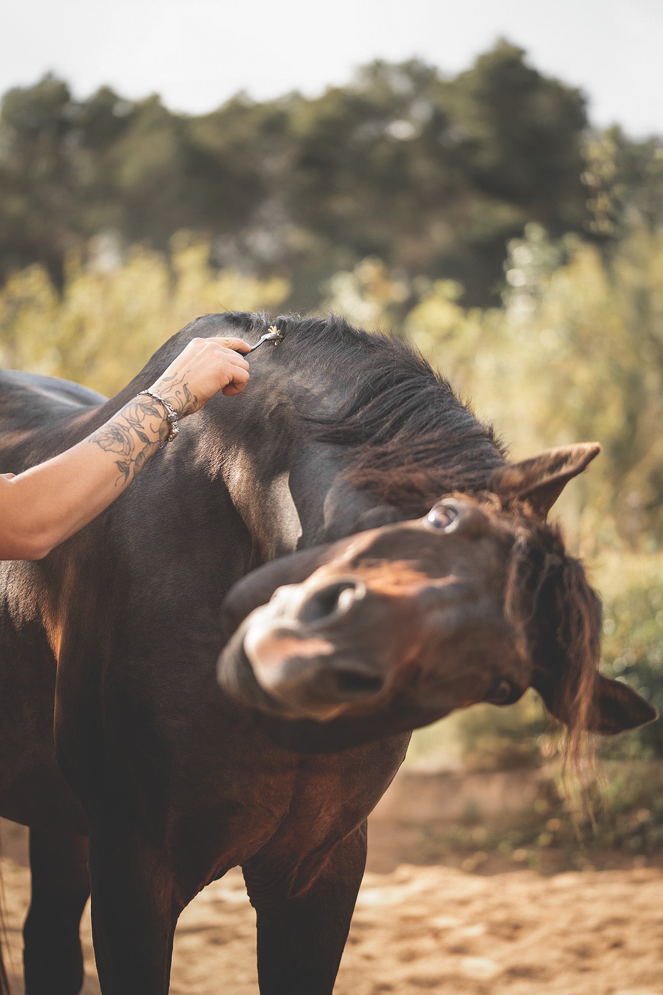 Anwendung des Horse Bodyforming® Faszienrads am Pferdehals