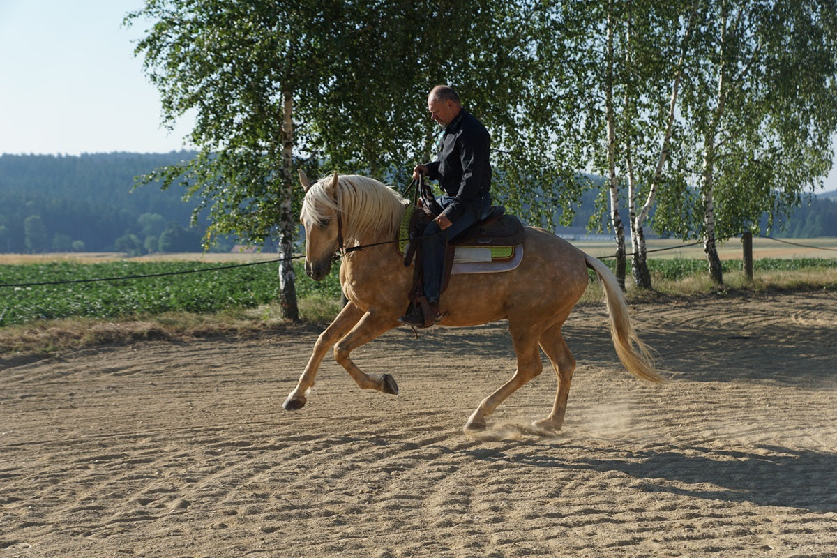 Horse Bodyforming Webinar Modul 1- Grundlagen
