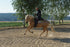 Mobility Bridle- Horse Bodyforming-Größe SL- Jetzt mieten!