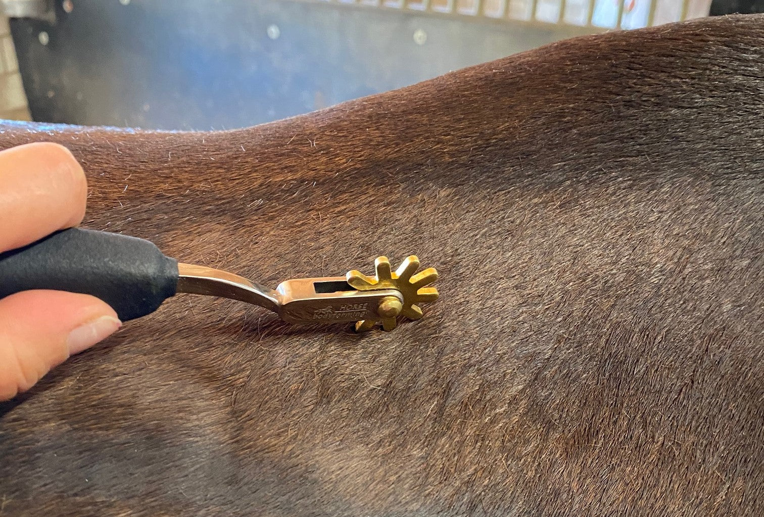 Horse Bodyforming- Faszienrad für Therapeuten TR