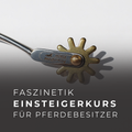 Faszinetik Einsteigerkurs zum Faszientraining für Pferdebesitzer onlinekurs