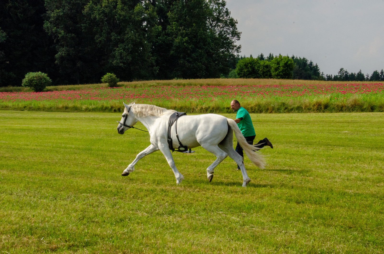 Pferd in freier Bewegung mit Horse Bodyformer zur Entwicklung neuer Bewegungsabläufe