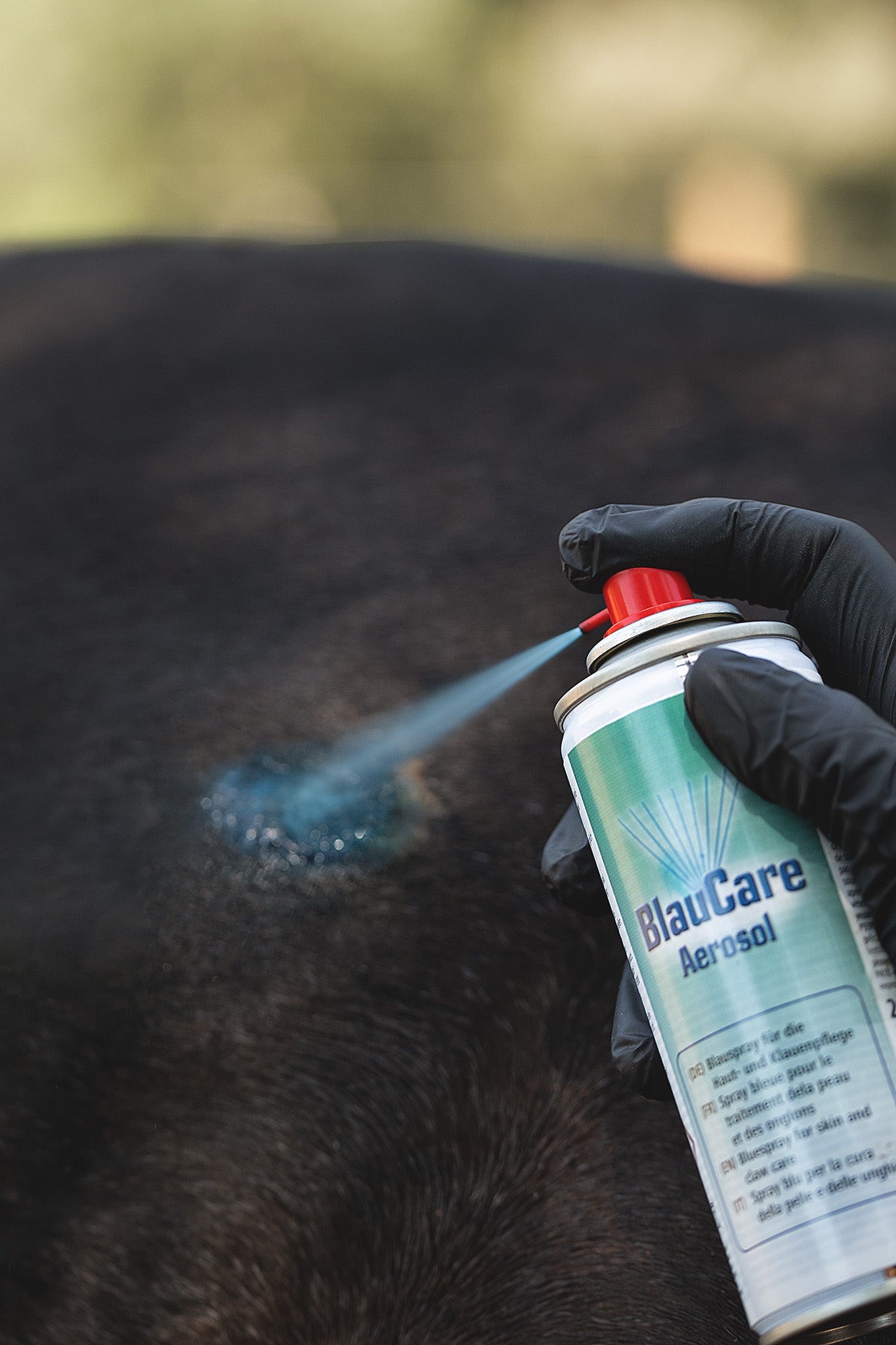 Anwendung von Kerbl BlauCare Desinfektionsspray an einer Hautstelle am Pferd zur unterstützenden Pflege
