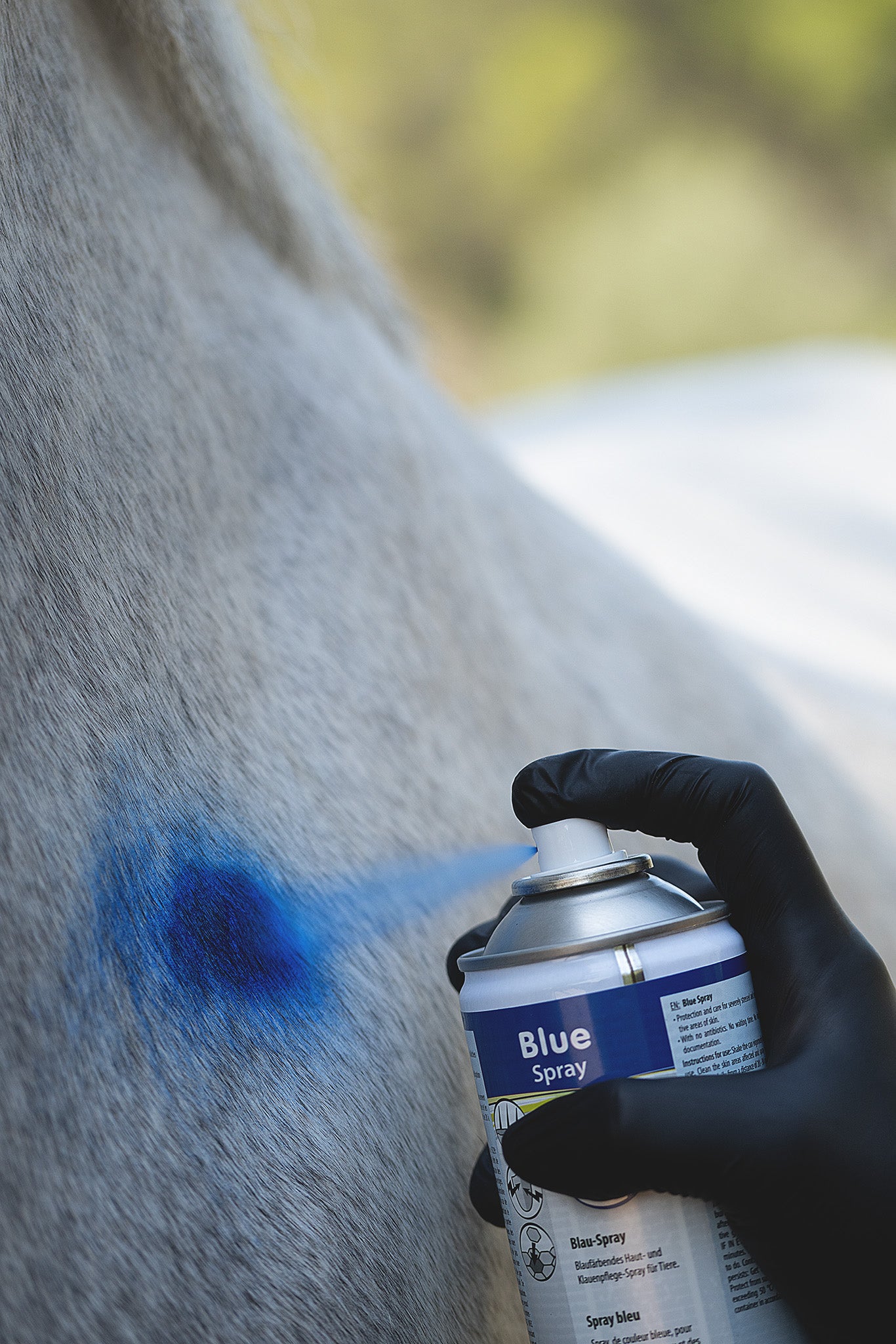 Kerbl Blue Spray wird auf ein weißes Pferd aufgesprüht, der blaue Sprühnebel ist deutlich sichtbar