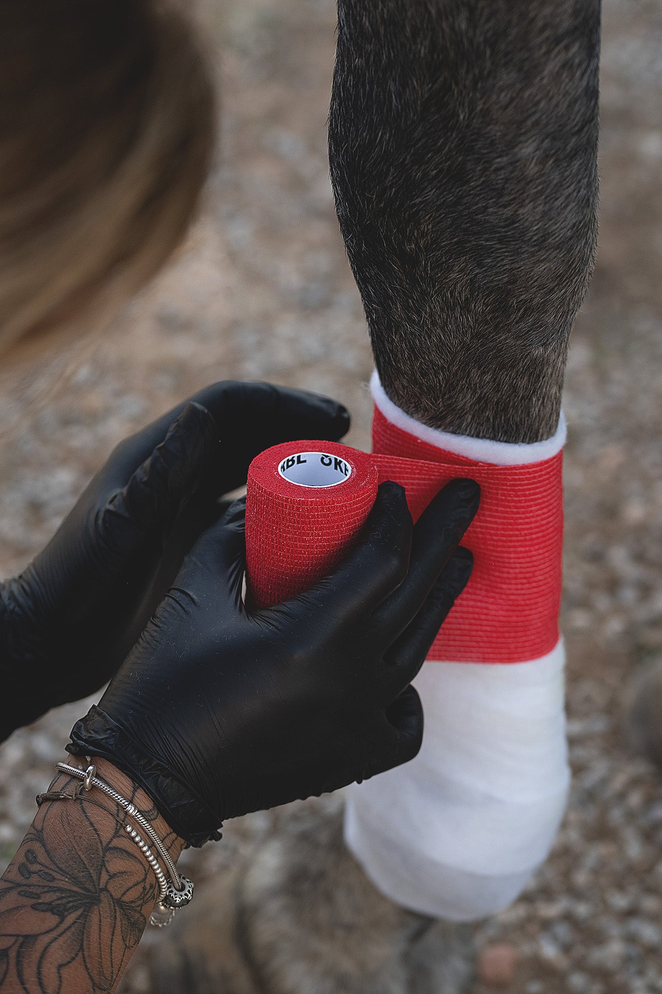 Rote Kerbl Equilastic Maxi Bandage wird bei einer Beinverletzung am Pferdebein zusammen mit einer Polsterbinde angelegt