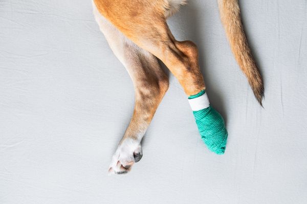 EquiLastic Bandage Mini von Kerbl als Schutzverband für eine verletzte Hundepfote – selbstklebend, rutschfest & atmungsaktiv.