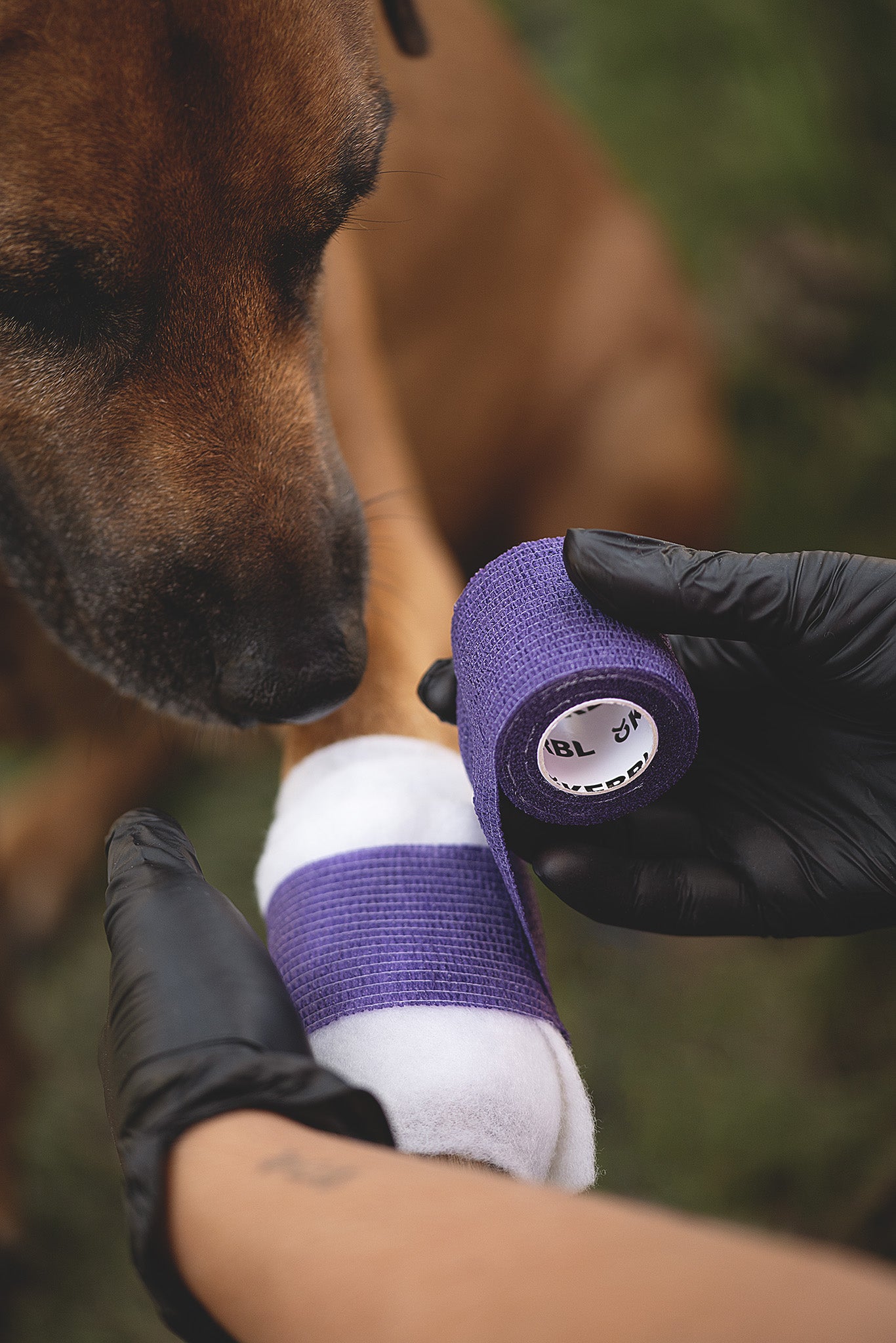 Kerbl Equilastic Mini selbsthaftende Bandage wird an der Vorderpfote eines Hundes zur Fixierung eines Verbandes angelegt