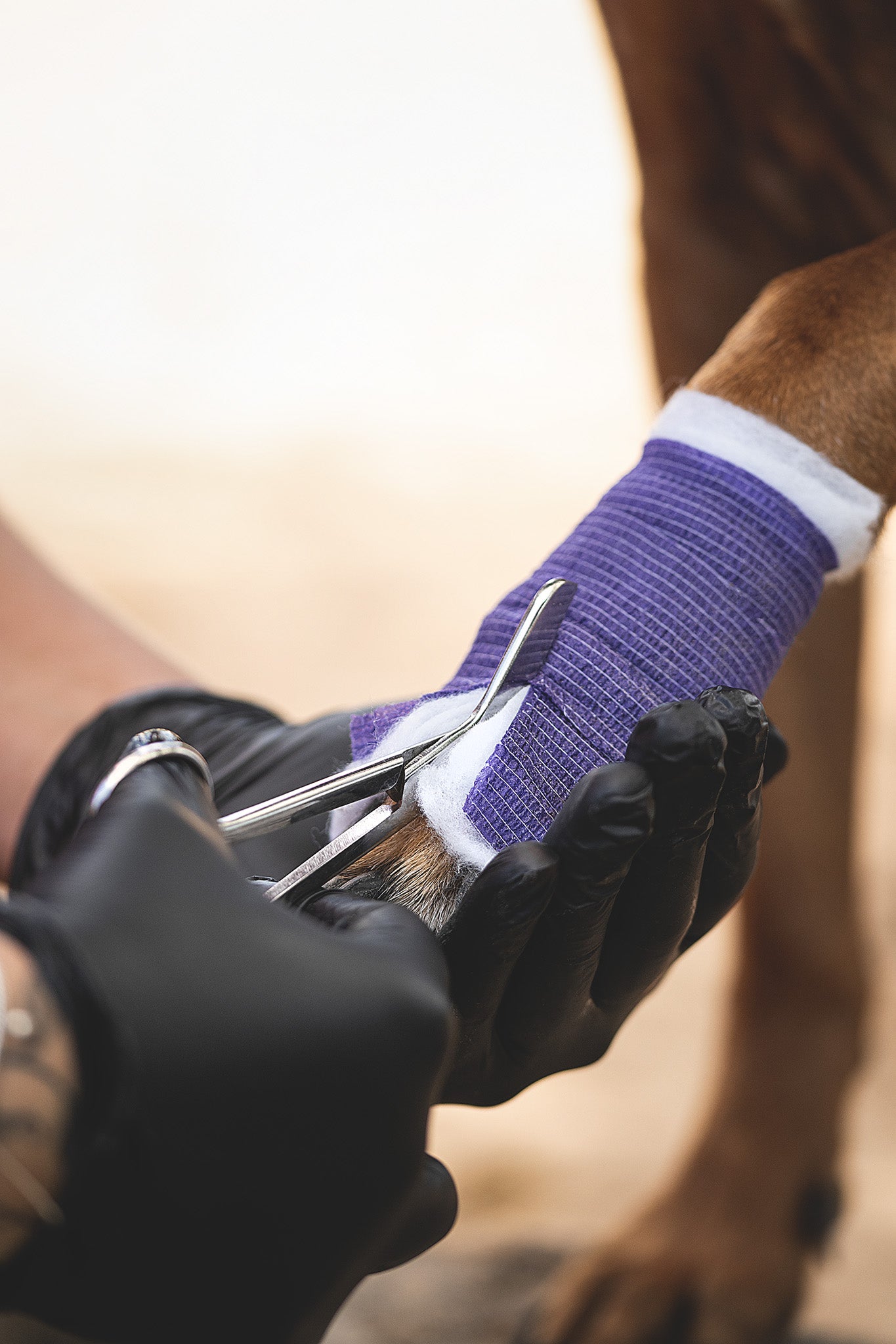 Kerbl Equilastic Mini selbsthaftende Bandage wird mit einer Verbandsschere vorsichtig von der Hundepfote entfernt