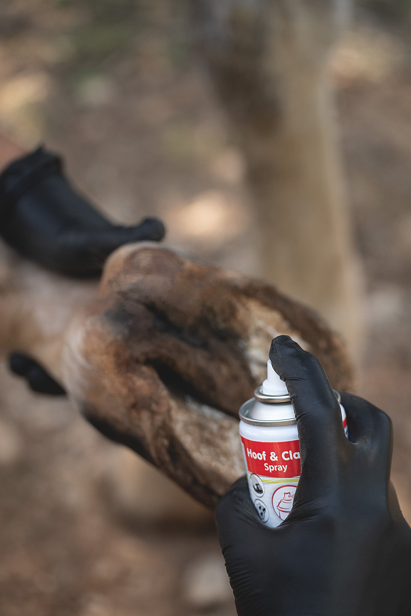 Behandlung des Hufstrahls mit dem Kerbl Huf- und Klauen Pflegespray am Pferd