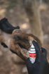 Behandlung des Hufstrahls mit dem Kerbl Huf- und Klauen-Pflegespray am Pferd