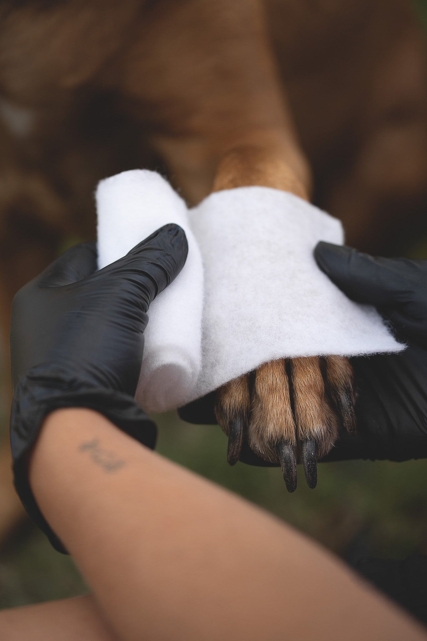 Kerbl Rollino Rollwatte wird als Polsterbinde unter einem Verband an der Hundepfote angelegt