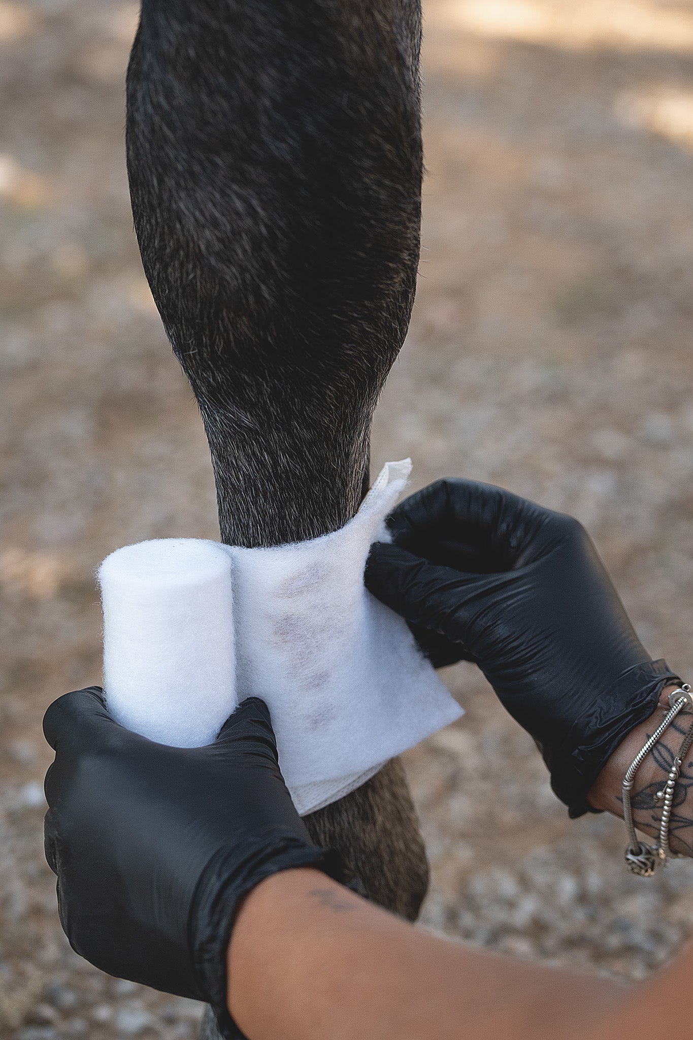 Kerbl Rollino Rollwatte dient als Polsterung bei einem Verband am Pferdevorderbein