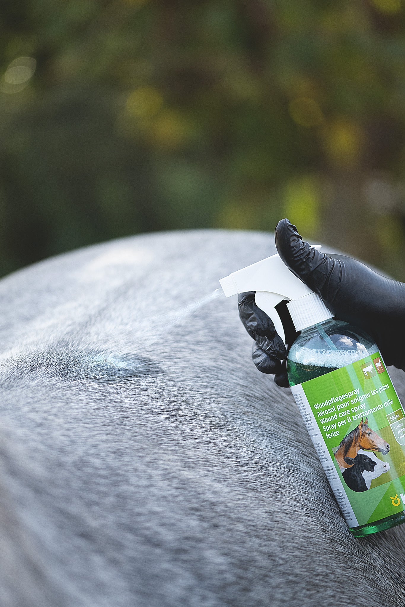 Kerbl Wundpflegespray 500 ml bei der Anwendung am Pferderücken mit sichtbarer grüner Sprühfarbe