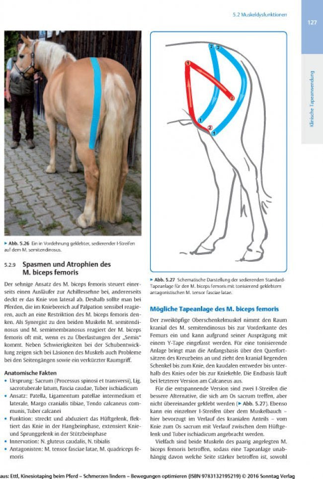 Kinesiotaping beim Pferd - Seite 127 zeigt Text, Foto und Abbildung zu "Spasmen und Atrophien des M. biceps femoris"
