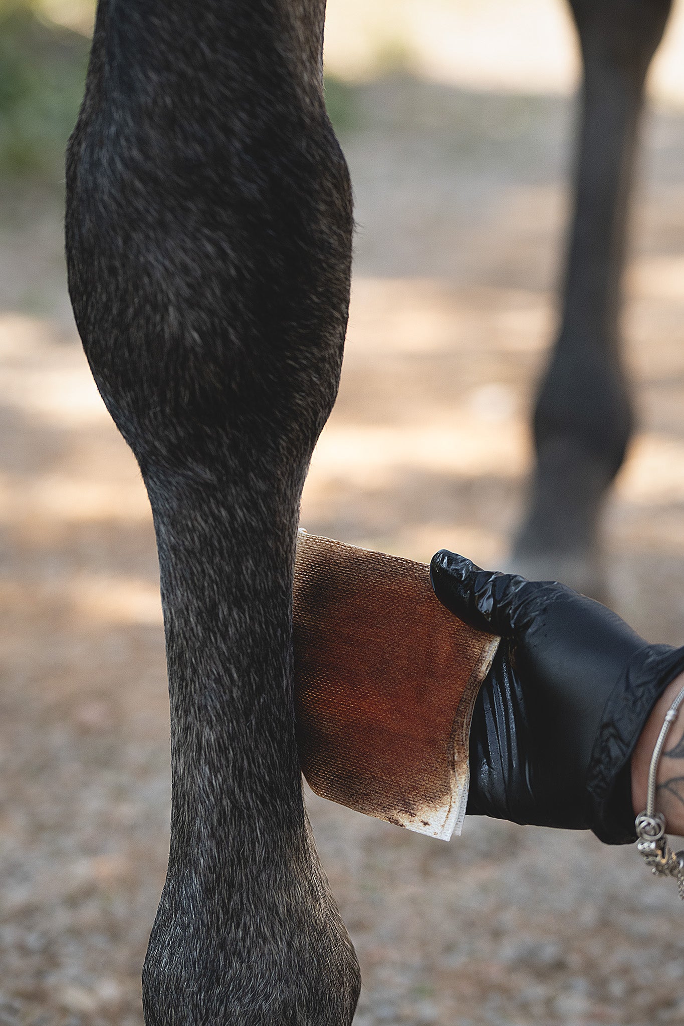 Mit Kerbl Desino Jod Plus getränktes Absorba Verbandsvlies wird zur hygienischen Reinigung verwendet