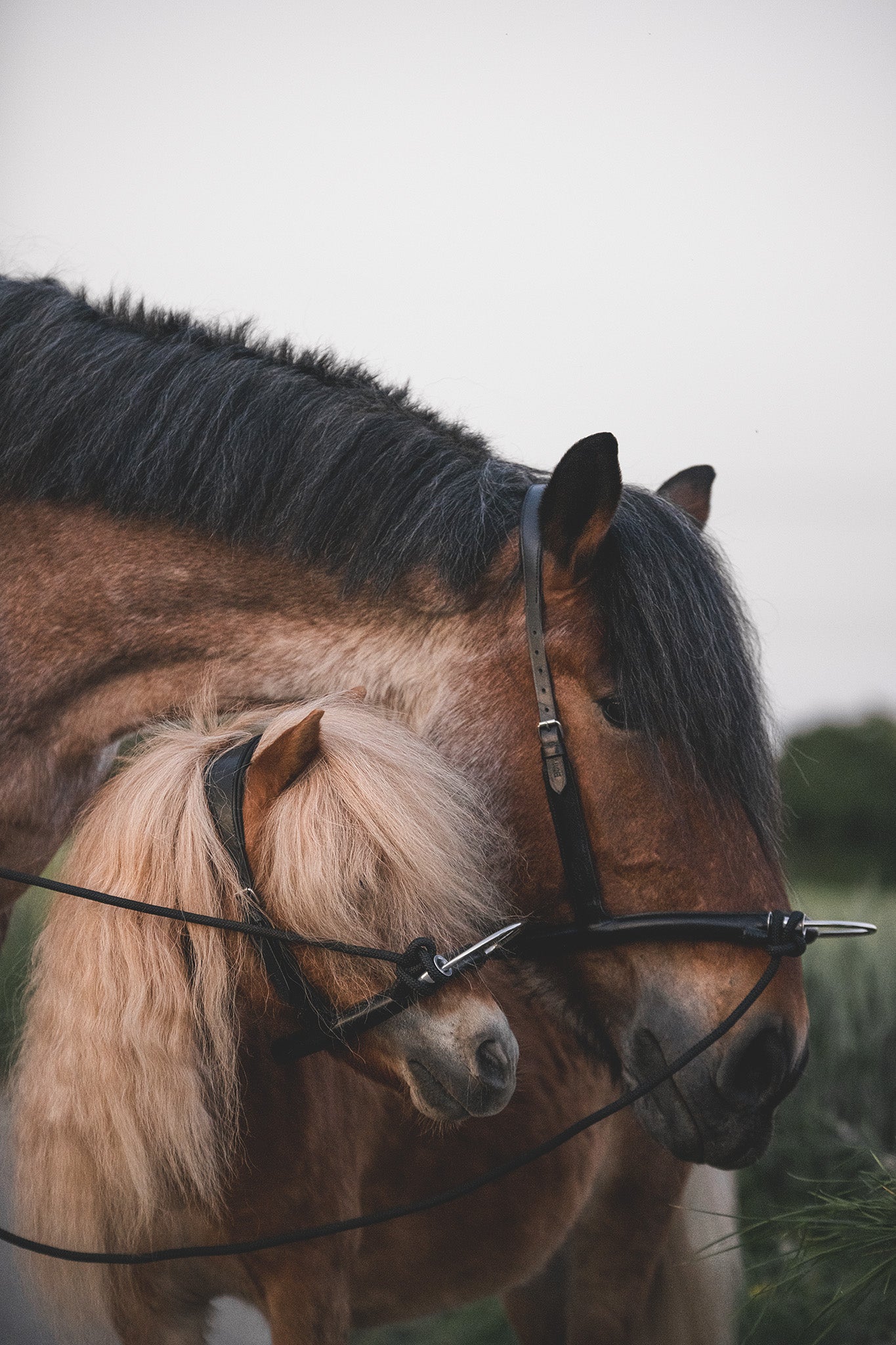 Produktvarianten des Mobility Bridle Horse Bodyforming Zaumzeugs vom Shetty bis zum Kaltblut