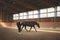 Horse Bodyforming Zäumung von Franz Grünbeck im Trab – Gleichgewicht und Rumpfmuskulatur verbessern