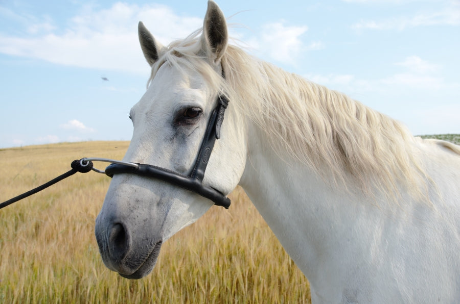 Mobility Bridle mit ergonomischen Genickstück - Horse Bodyforming -das Zaumzeug von Franz Grünbeck
