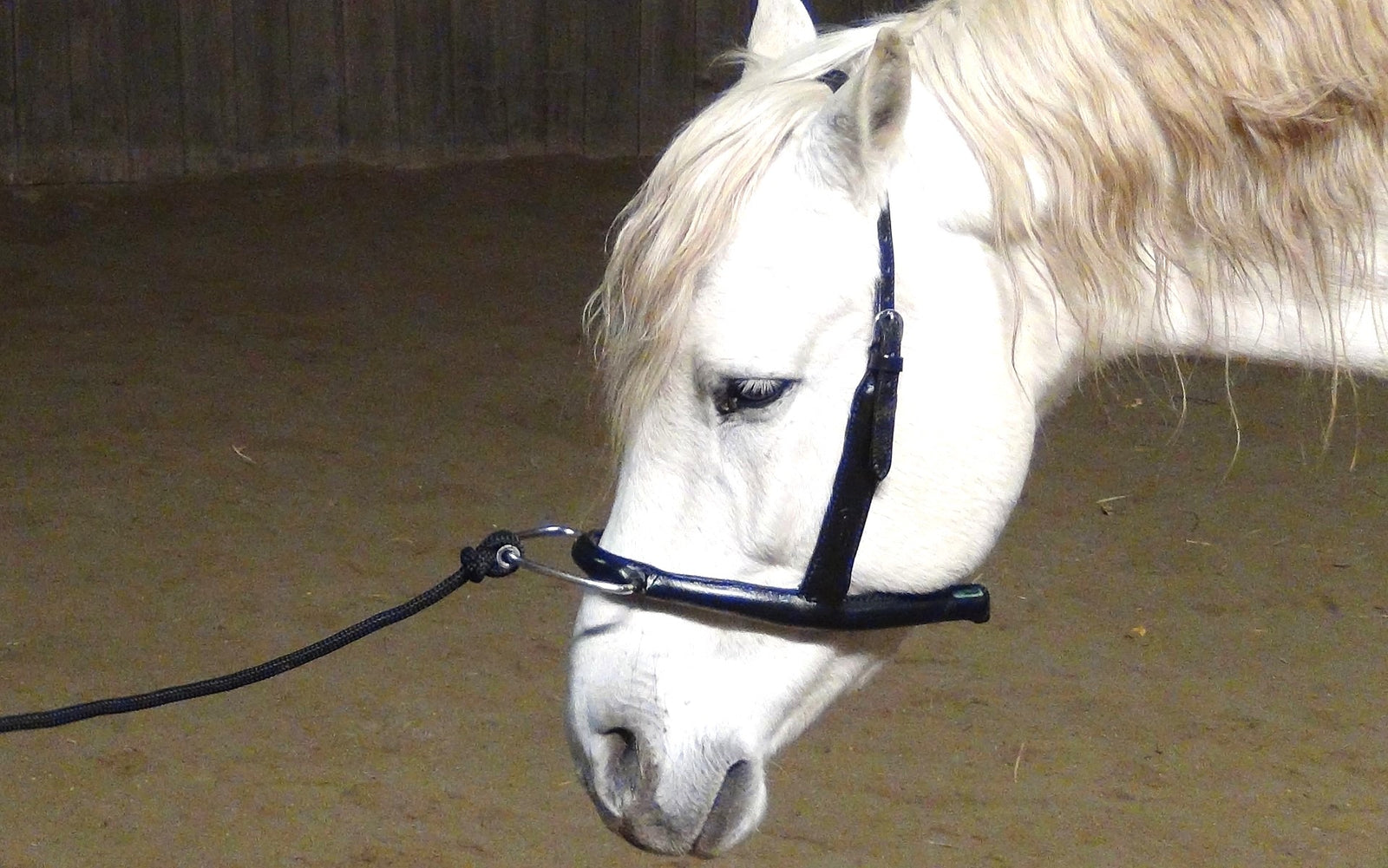 Mobility Bridle mit ergonomischen Genickstück - Horse Bodyforming -das Zaumzeug von Franz Grünbeck
