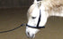 Mobility Bridle mit ergonomischen Genickstück - Horse Bodyforming -das Zaumzeug von Franz Grünbeck