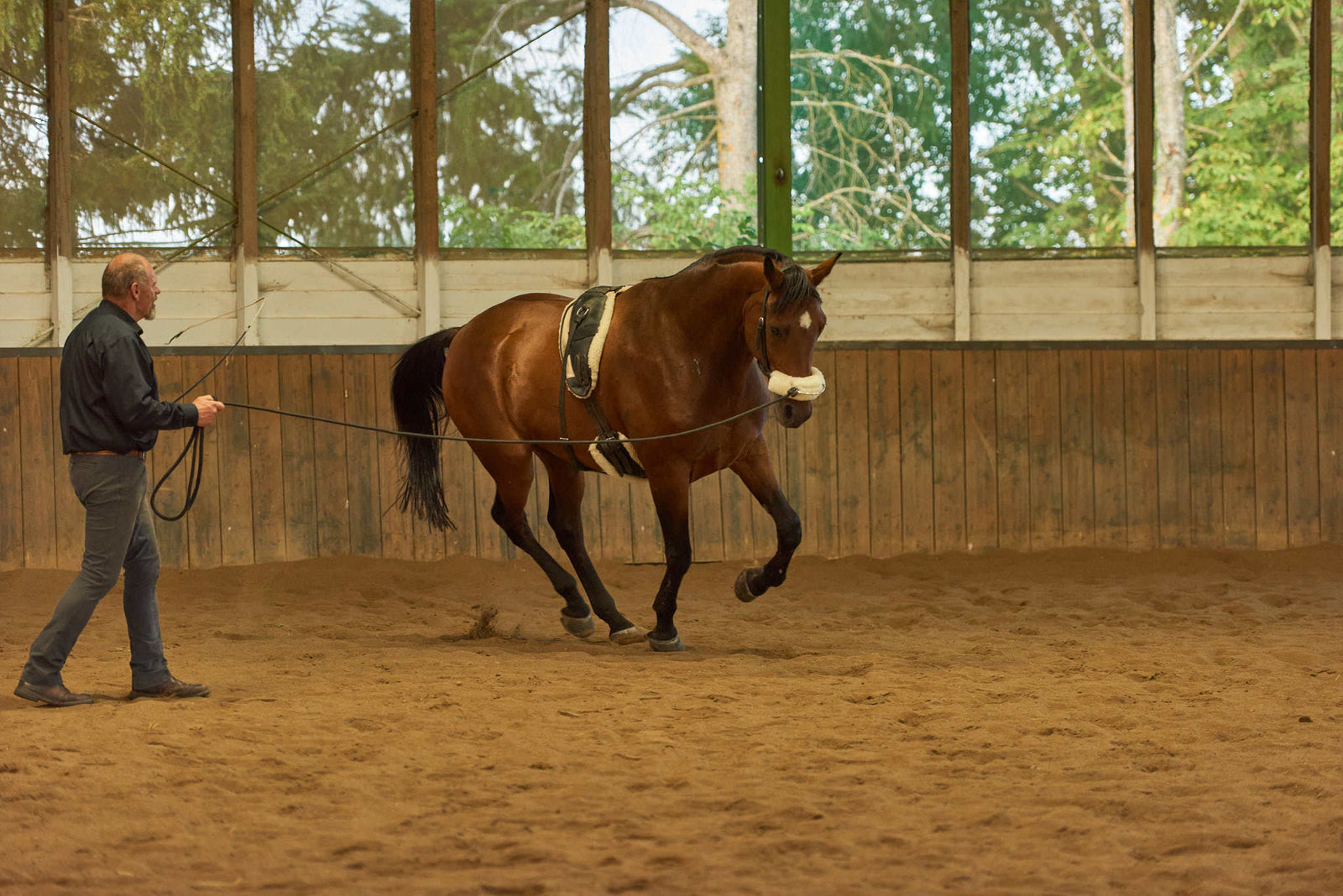Mobility Bridle mit ergonomischen Genickstück - Horse Bodyforming -das Zaumzeug von Franz Grünbeck