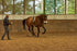 Mobility Bridle mit ergonomischen Genickstück - Horse Bodyforming -das Zaumzeug von Franz Grünbeck