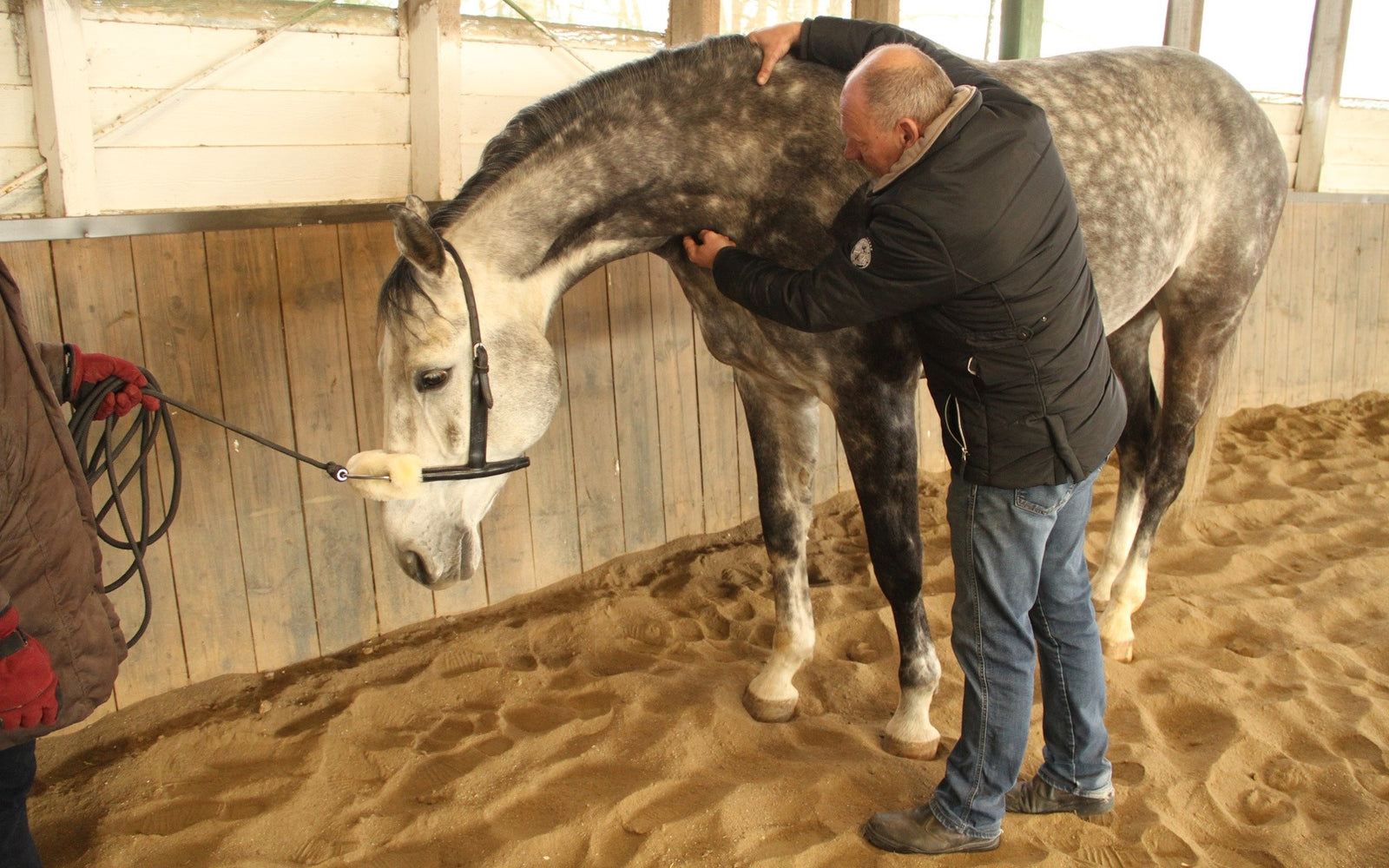 Mobility Bridle mit ergonomischen Genickstück - Horse Bodyforming -das Zaumzeug von Franz Grünbeck