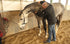 Mobility Bridle mit ergonomischen Genickstück - Horse Bodyforming -das Zaumzeug von Franz Grünbeck