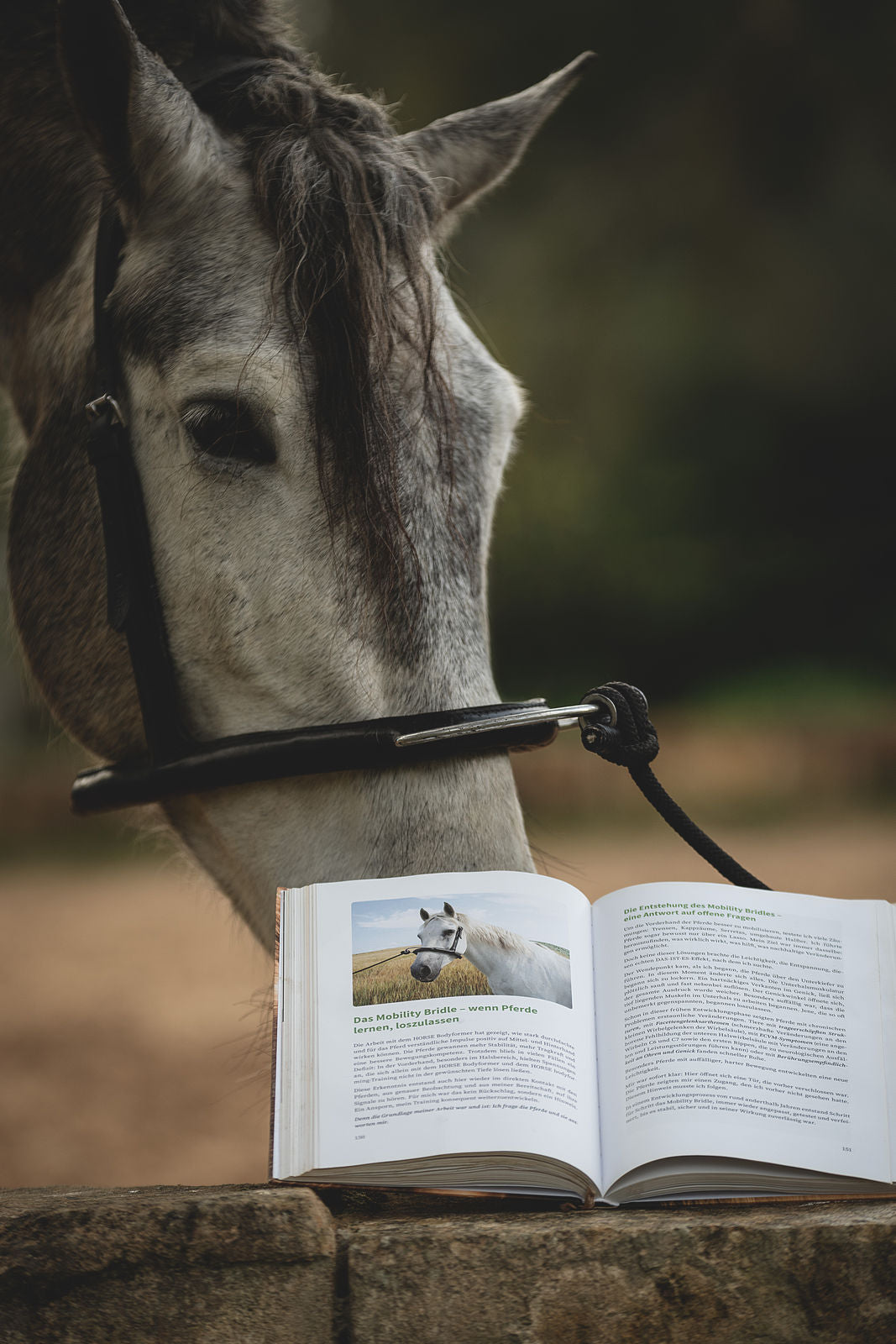 Lernen dürfen statt funktionieren müssen – Buch über Pferdetraining, Verhalten und Verständnis von Franz Grünbeck