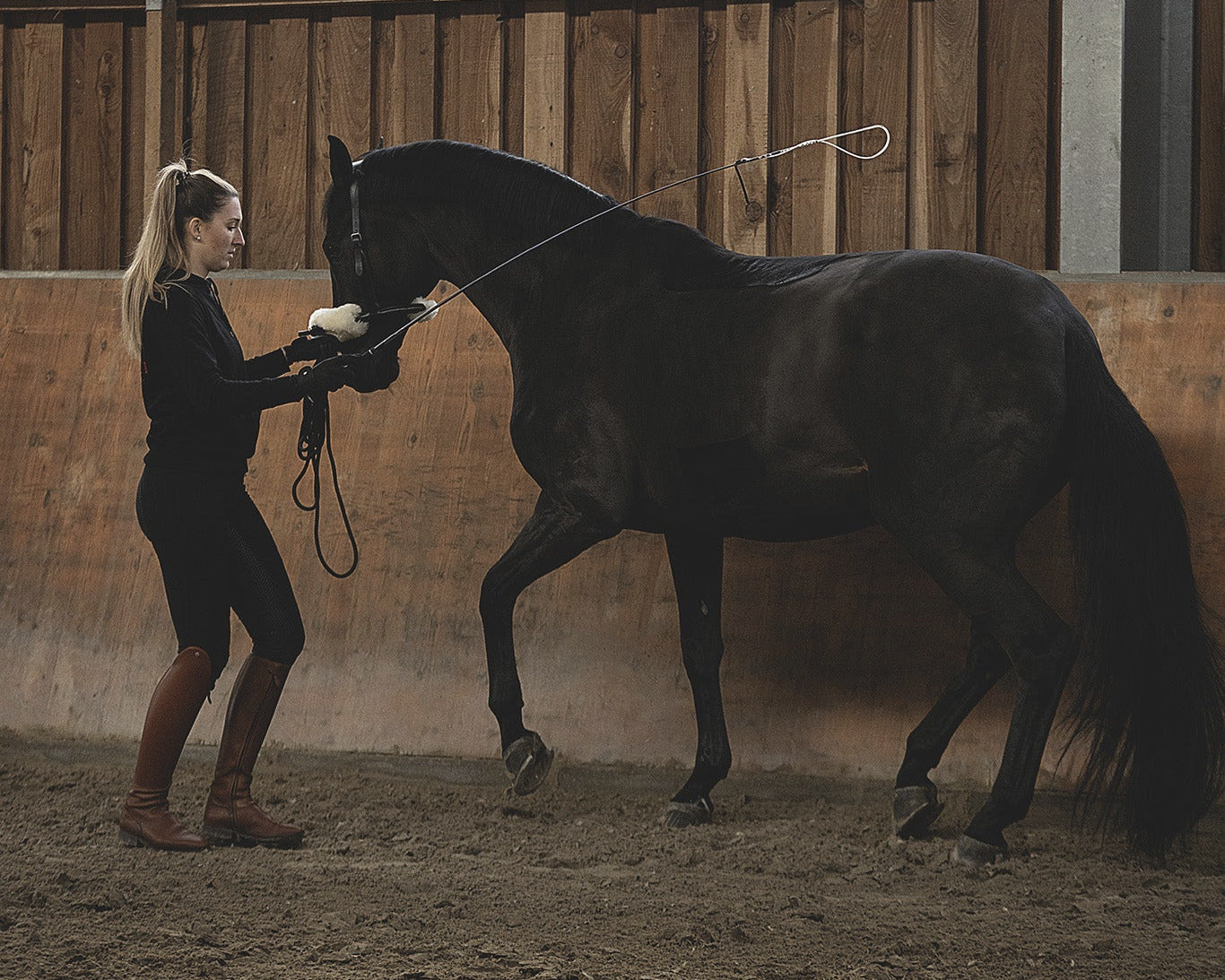 Horse Bodyforming Webinar Modul 1- Grundlagen