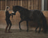 Horse Bodyforming Webinar Modul 1- Grundlagen