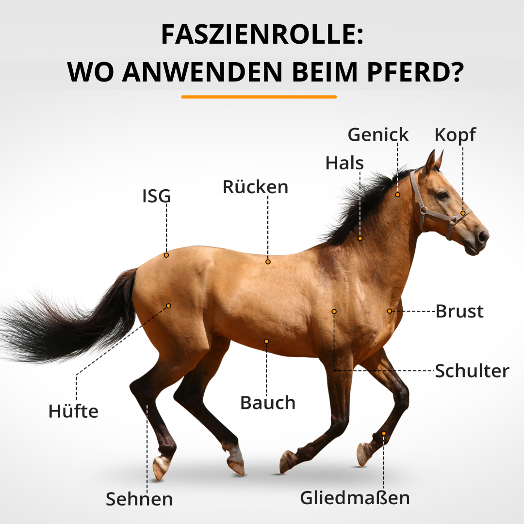 Darstellung Therapie-Bereiche mit der Faszienrolle am Pferd: Hüfte, ISG, Rücken, Hals, Genick, Kopf, Brust, Schulter, Sehnen, Bauch & Gliedmaßen