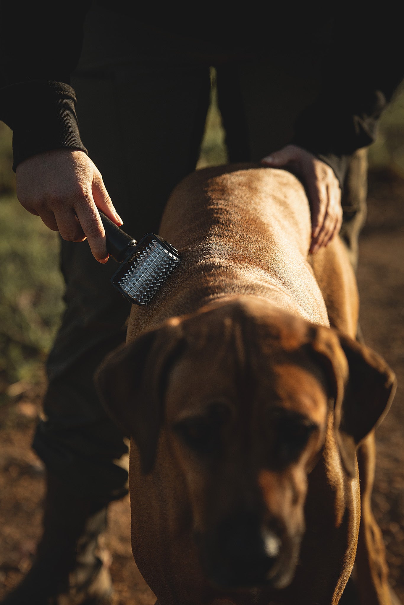 NeedleyRoll Mini zur Förderung der Durchblutung und Beweglichkeit am Rücken eines entspannten Hundes