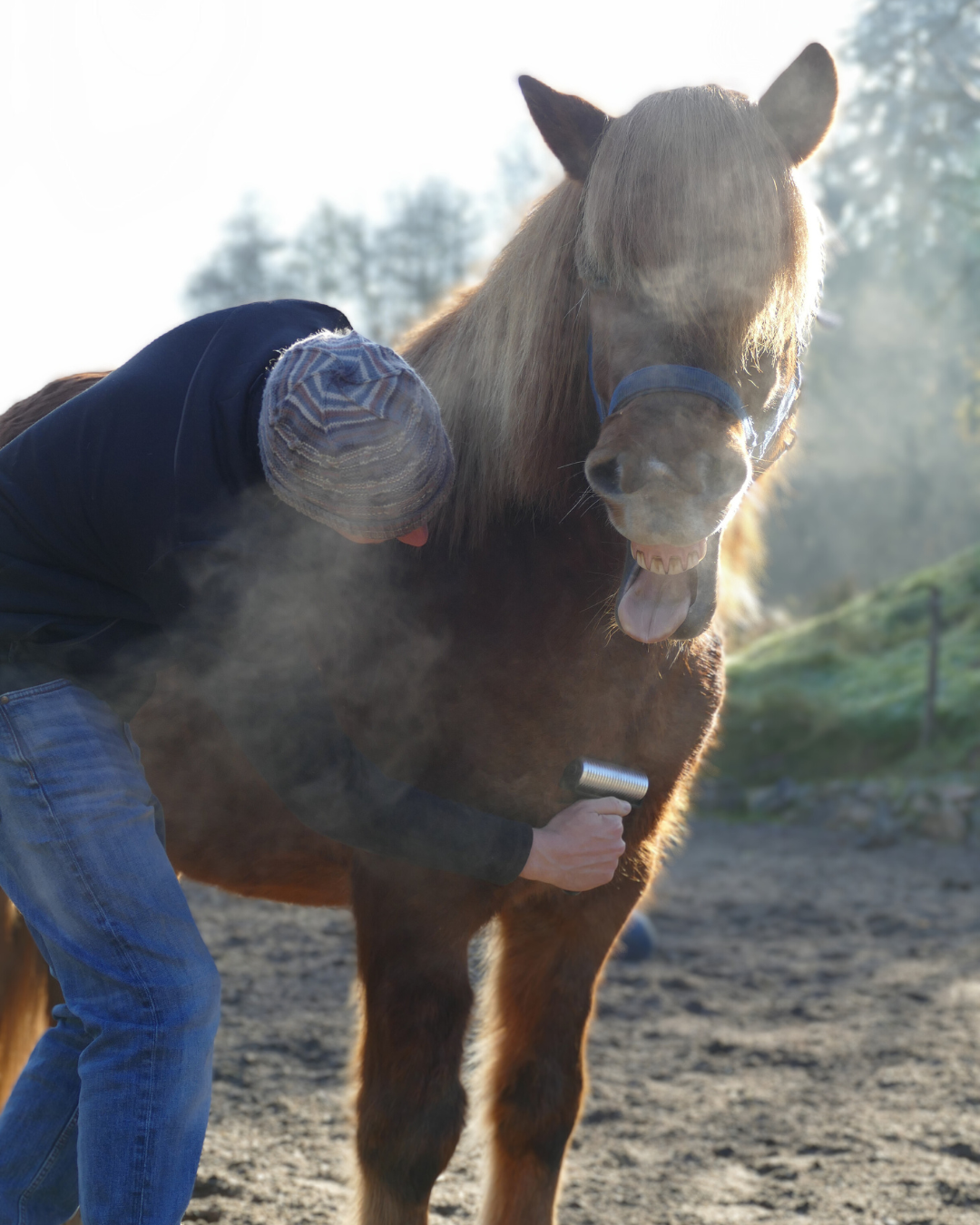 NeedleyRoll Anwendung zur Faszienpflege an Pferdebrust, die das Pferd mit offenem Mund sichtbar genießt