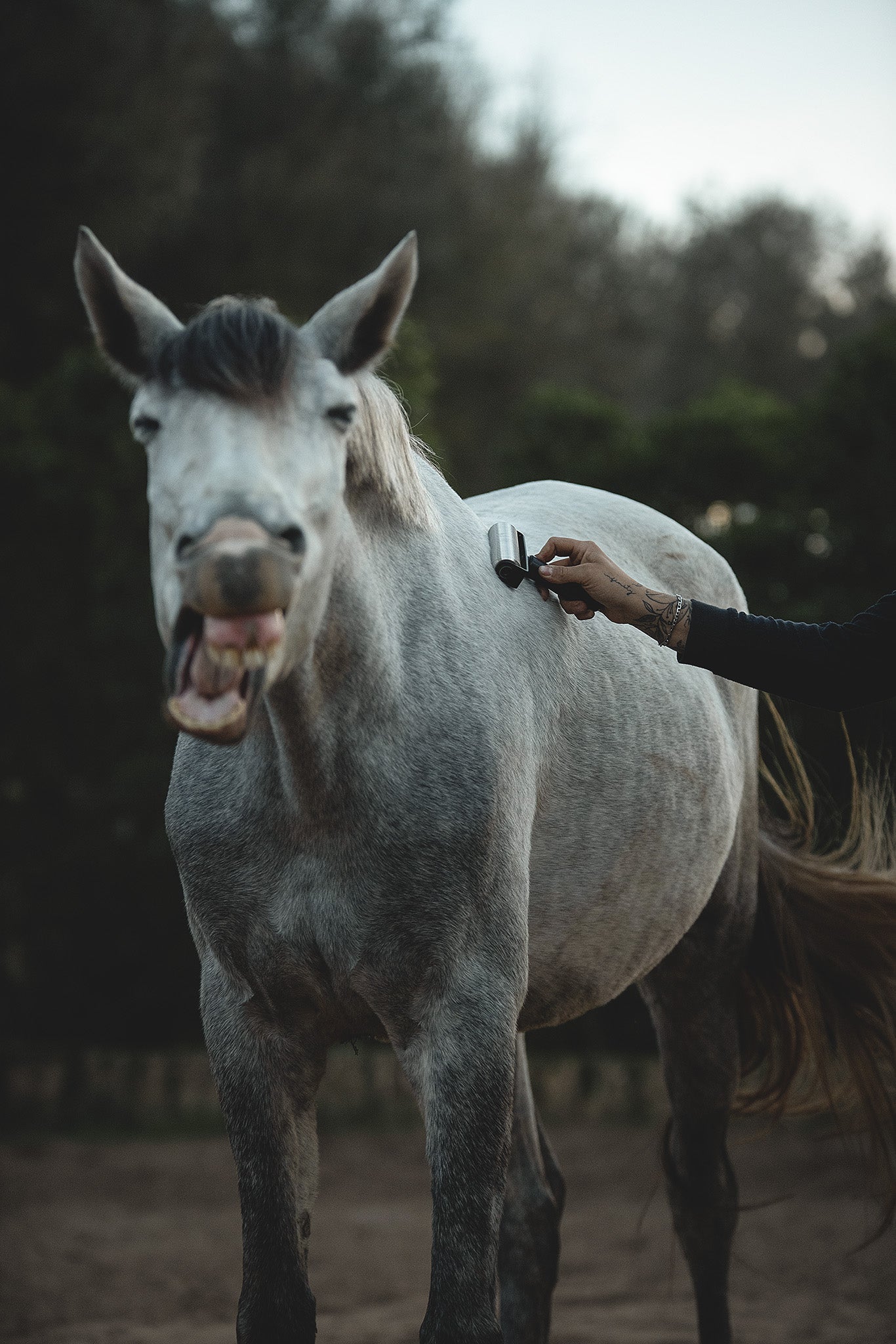 Massage mit der Faszienrolle NeedleyRoll am Rücken eines sichtlich entspannten Pferdes