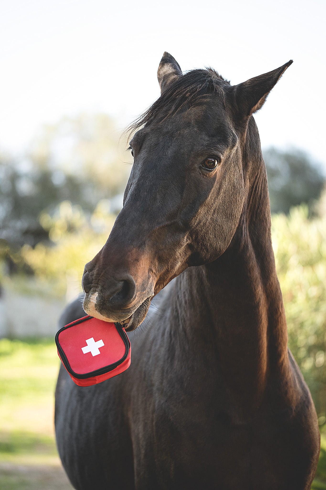 Pferd hält die Erste Hilfe Tasche für Tiere von Kerbl im Maul und schaut neugierig