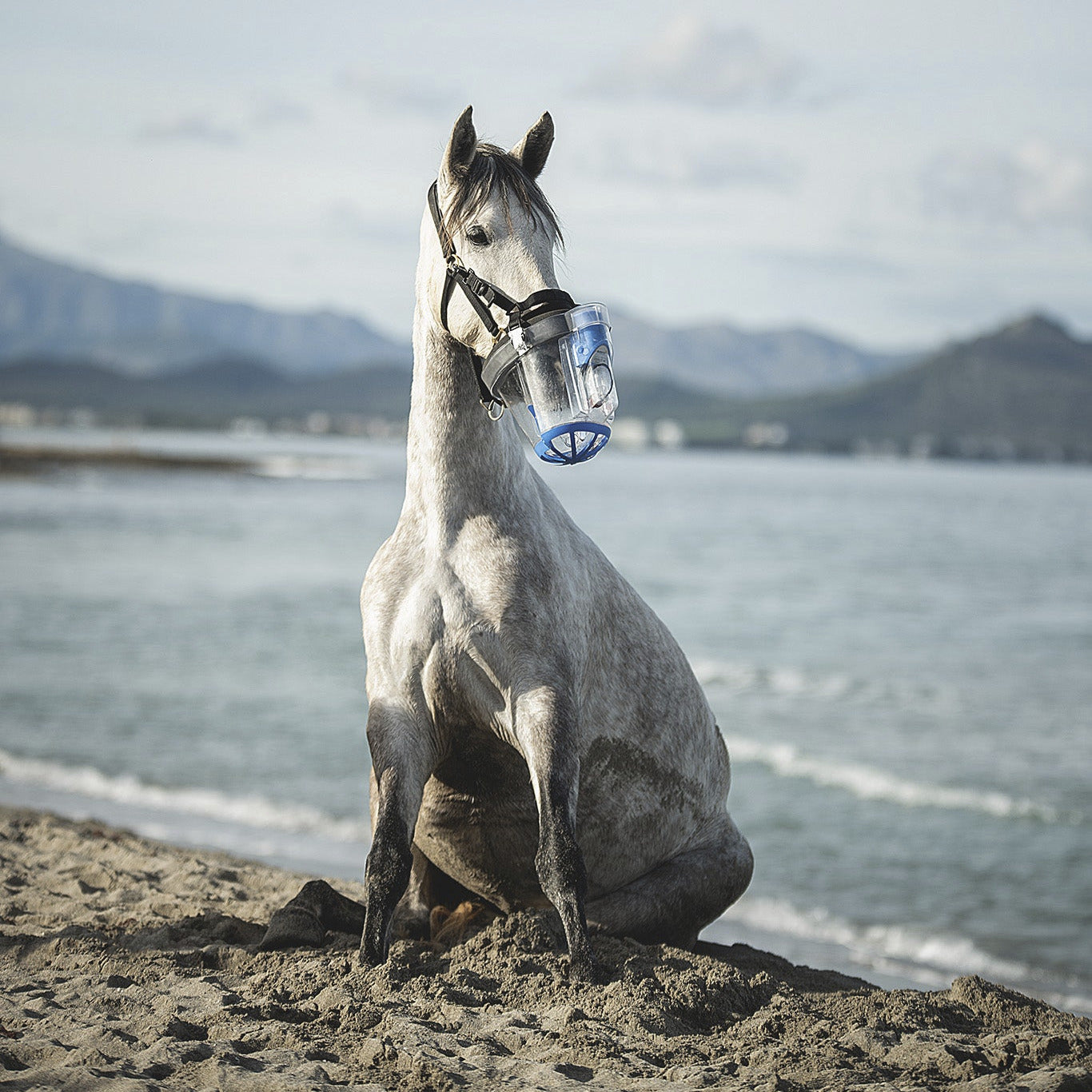 Pferd sitzt am Strand während es mit dem mobilen Sahoma Inhalator die Atemwege pflegt.
