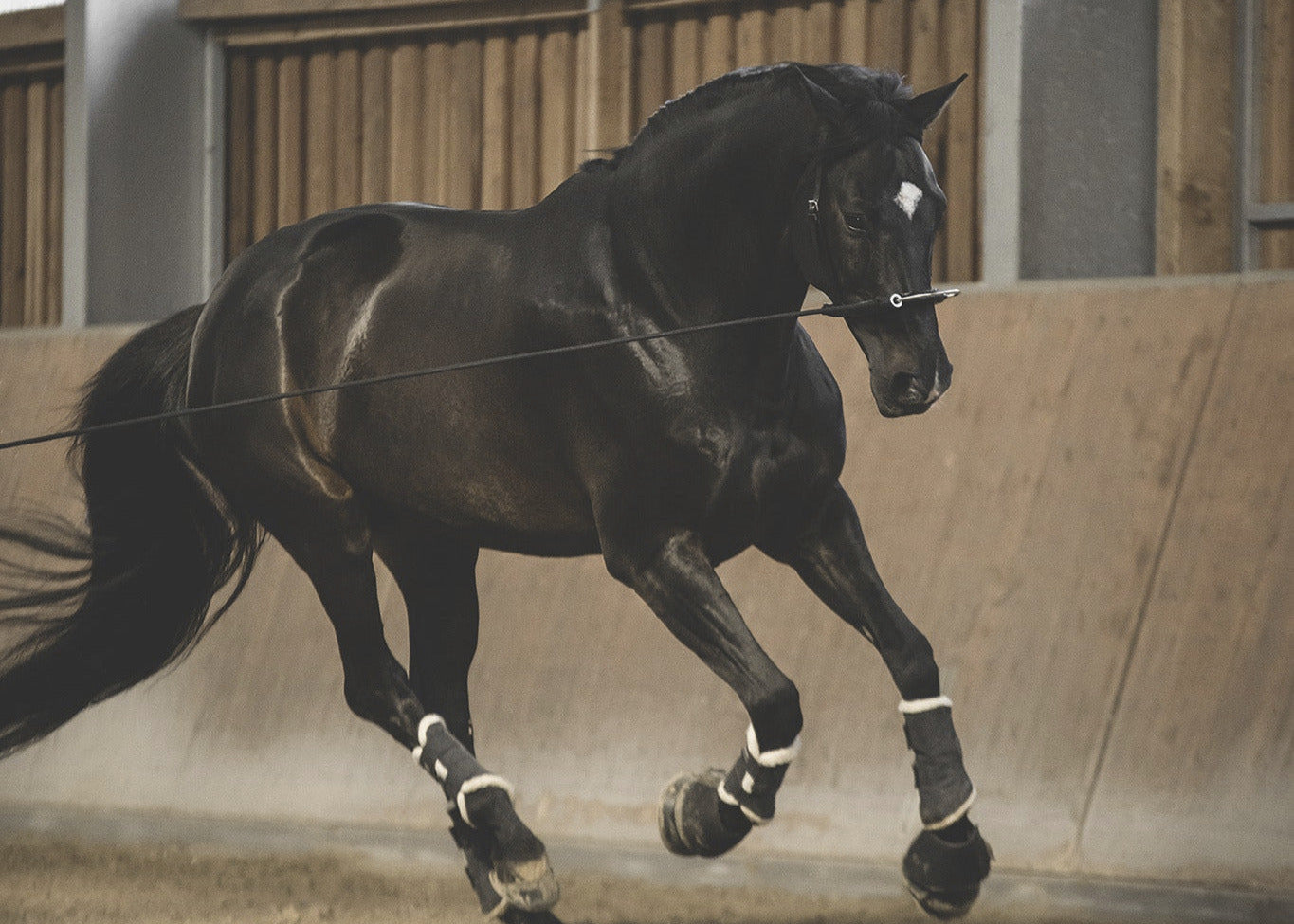 Pferd mit Mobility Bridle in freier Bewegung – Aufrichtung ohne Zwang im Galopp