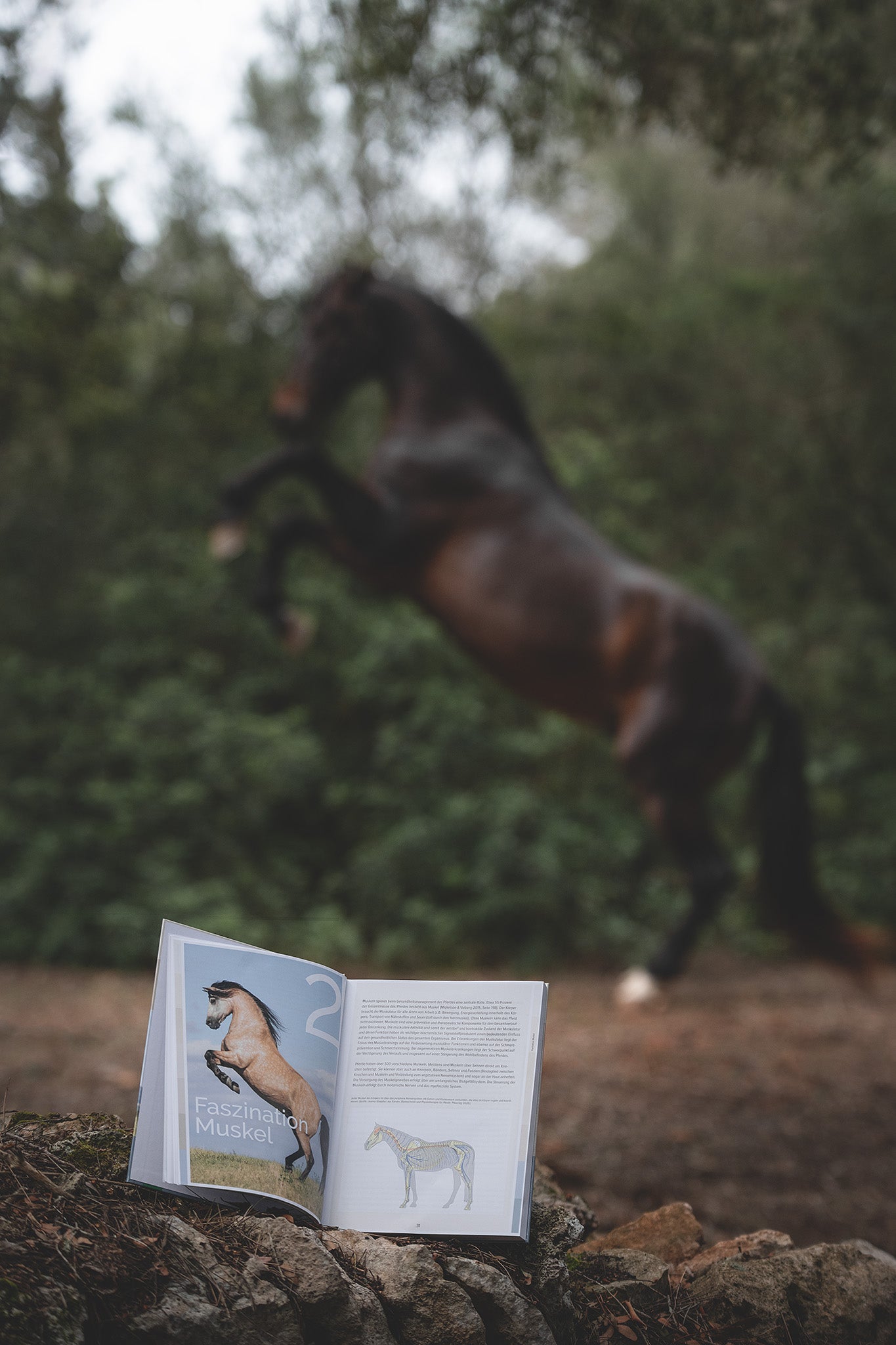 Buch Pferdemuskeln managen -aufgeschlagene Seite zeigt Pferdefoto, Text & Zeichnung - hinter dem Fachbuch ein Pferd in gleicher Pose