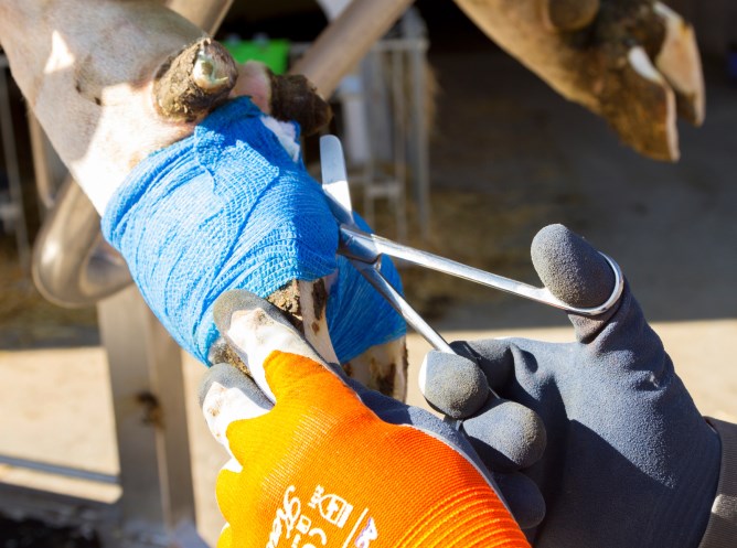 CottinoStar Polsterbinde als Schutzschicht eines Klauenverbandes am Kuhhuf wird einfach mit der Verbandsschere entfernt.
